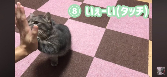 ハイタッチする猫