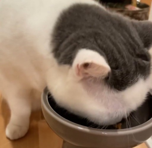 フードを食べる猫1