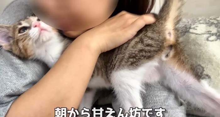 甘えている猫