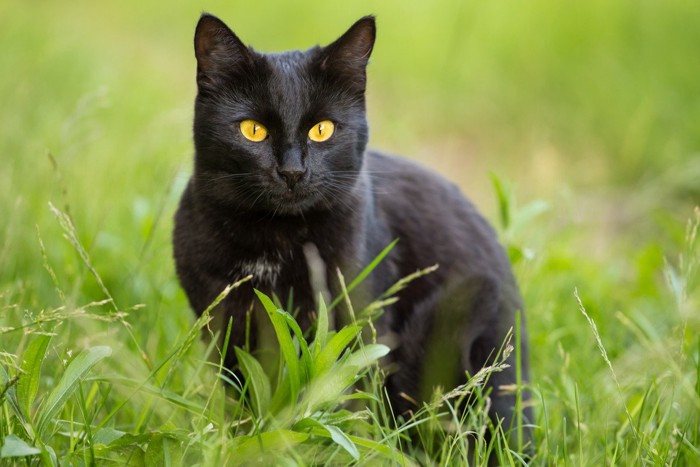 野原にたたずむ黒猫