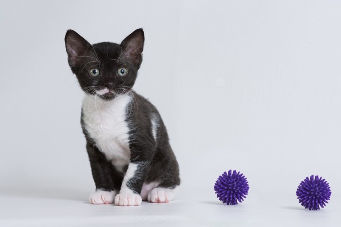 ボールのおもちゃの隣に座っているウラルレックスの子猫