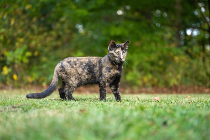 芝生の上にいる猫