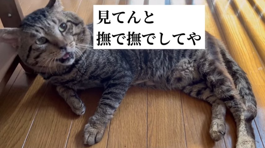 フローリングで横になって口を開けている猫