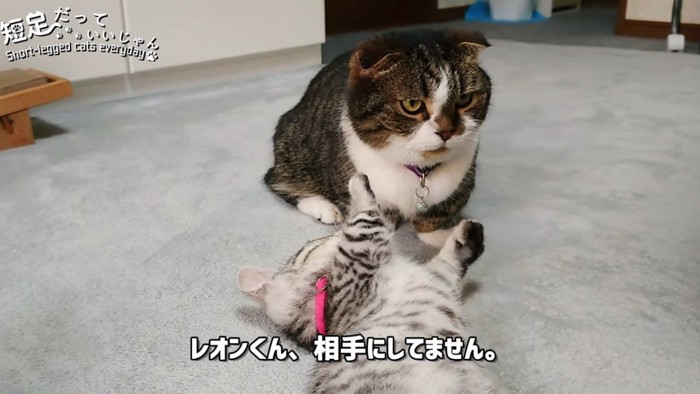 座る成猫と仰向けの子猫