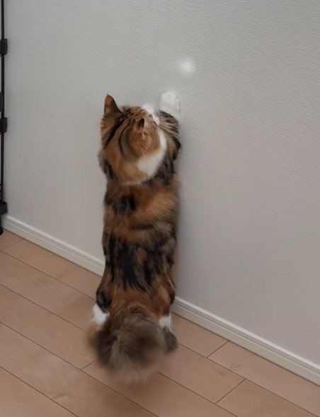 壁に反射した光をつかまえようとする猫