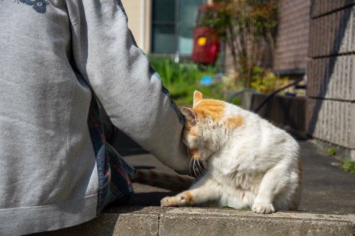 スリスリする猫