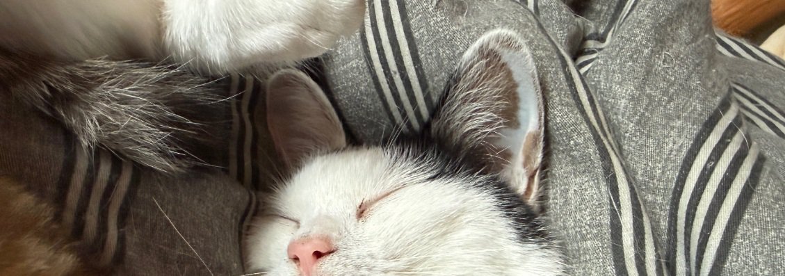 眠る猫
