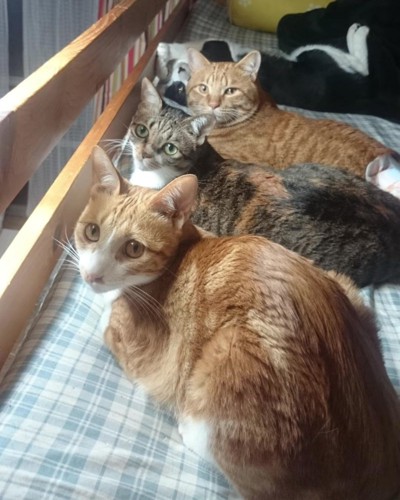 3匹の猫