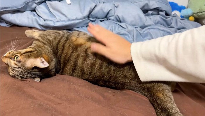 寝ころぶ猫を叩く様子(手は猫についていない)