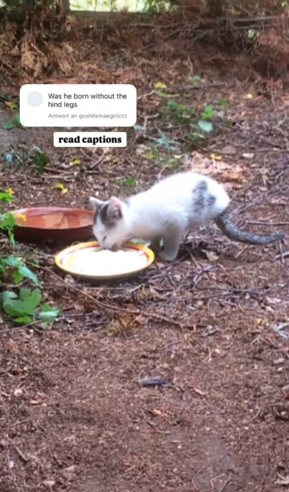 餌を食べる猫