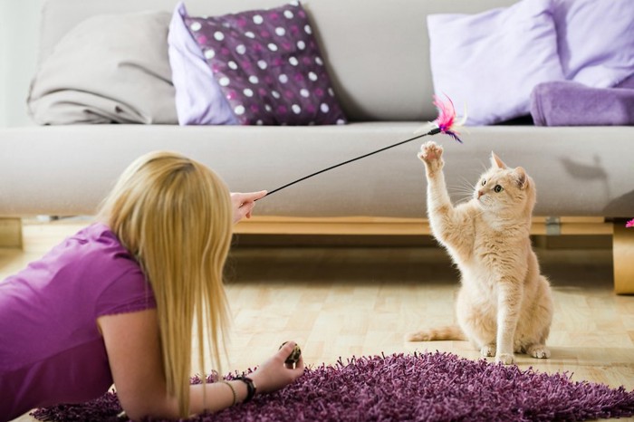 猫じゃらしで遊んでいる女性と猫