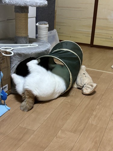 トンネルのおもちゃの中で動き回る猫