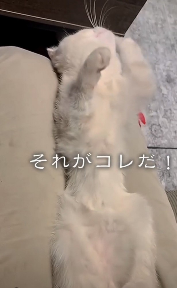 上を向いている猫