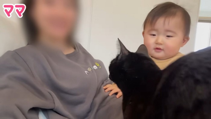ママに近づく猫