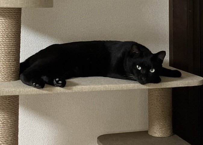 キャットタワーで寝そべりながらカメラを見つめる黒猫