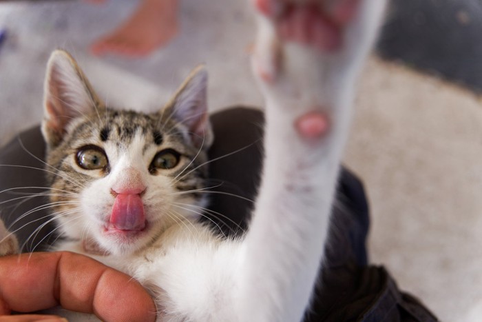 下から猫パンチする猫