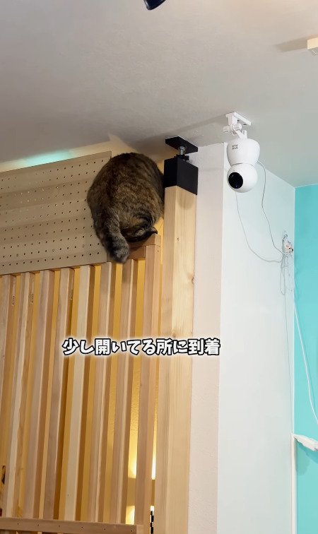 少し開いてる隙間に到着する猫