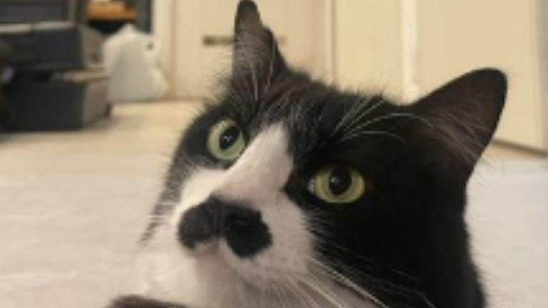 室内にいる猫