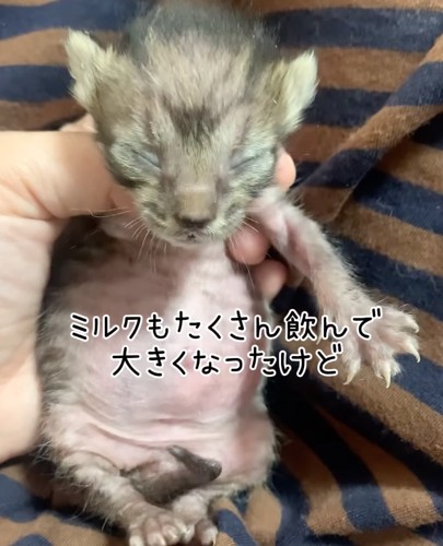 少し成長したまりもちゃん