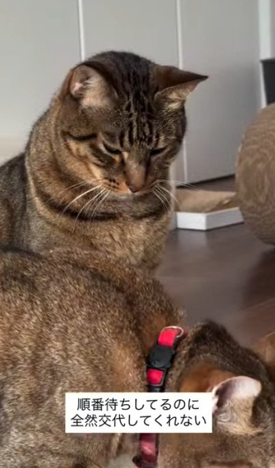 手におもちゃで遊ぶ猫と待っている猫達