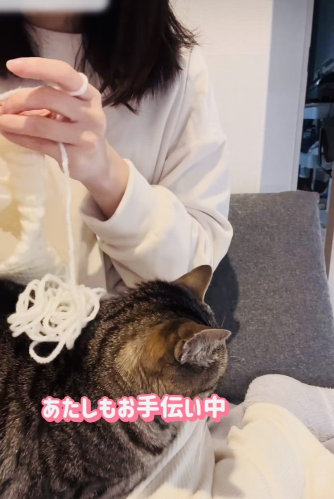 ニット帽を編むママの膝の上に座るキジトラ猫