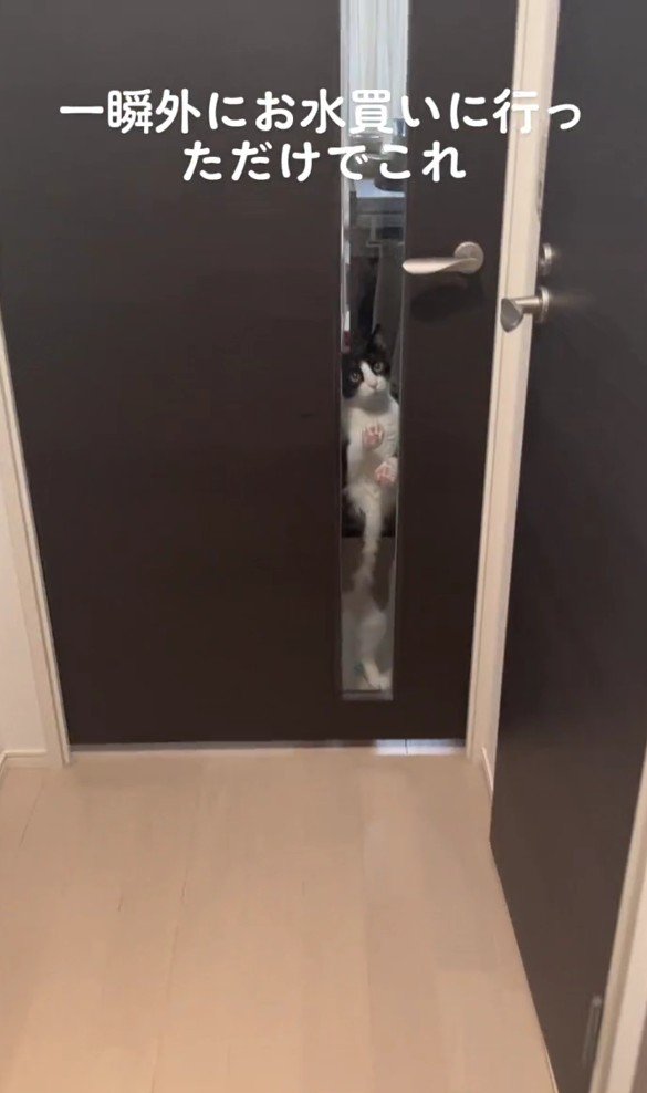 ドアの向こうの猫