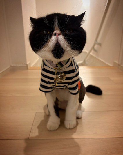 ボーダーTシャツをきた猫