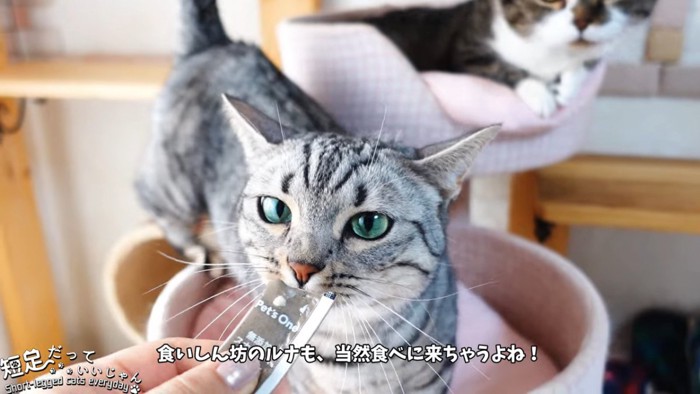 縞模様の猫