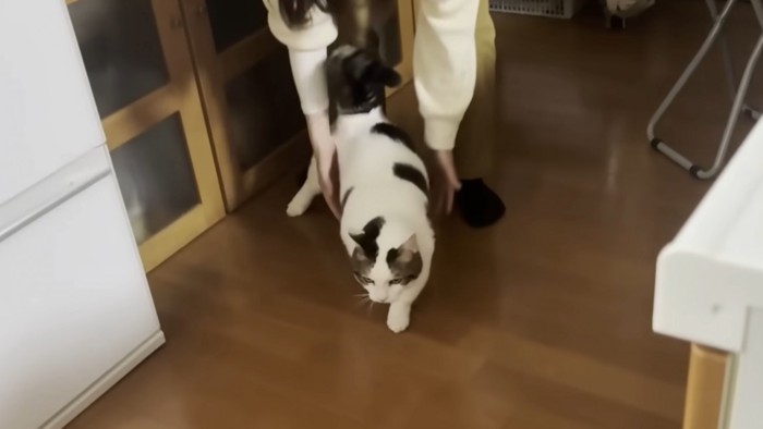 猫が歩き始めた様子