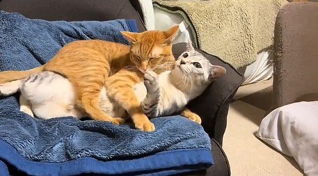 サバトラ猫を羽交い絞めにする茶トラ猫