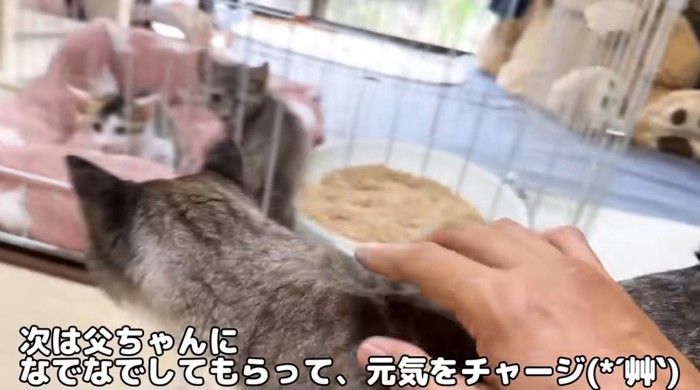 ケージの中の威嚇をする子猫となでられている大人猫