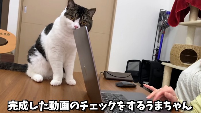 お座りする猫