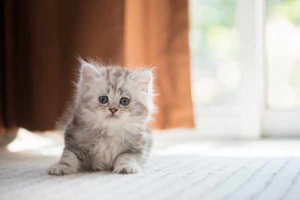 寂しそうな長毛種の子猫