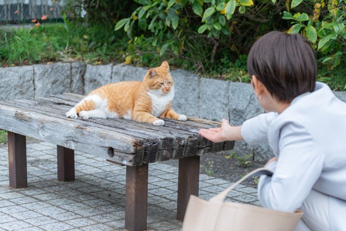 ベンチの上の猫に手を伸ばす女性