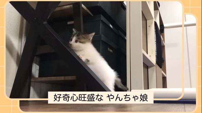 遊んでいる子猫