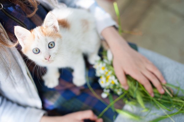 膝の上で白い猫が見上げる