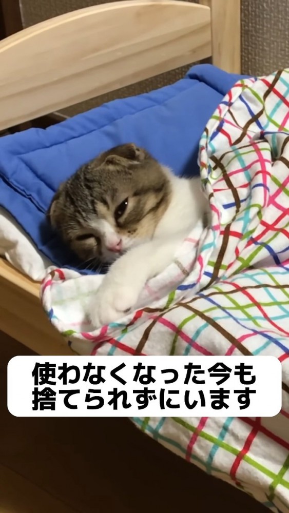 猫用ベッドでくつろぐ子猫