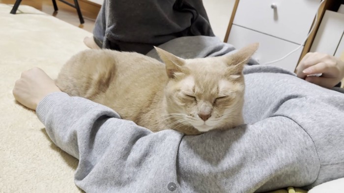 男の子の小脇に収まる猫ちゃん