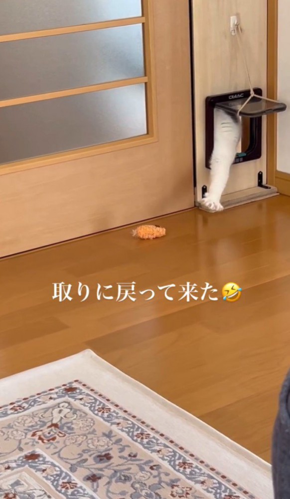 猫が手を伸ばす1