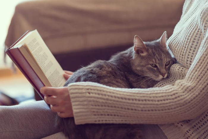 飼い主のお腹に乗って落ち着く猫