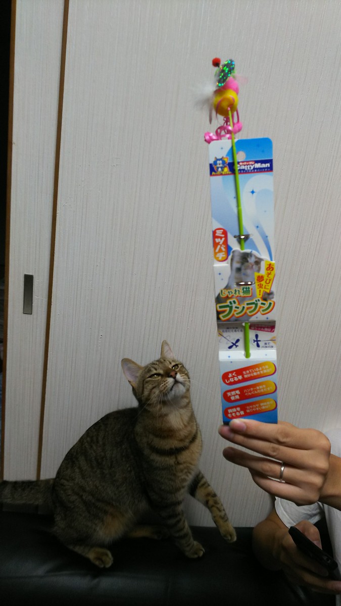 猫じゃらし