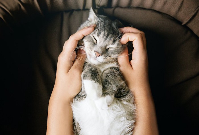 仰向けになって飼い主に撫でられている猫