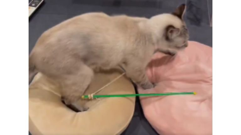 クッションの上を歩く猫