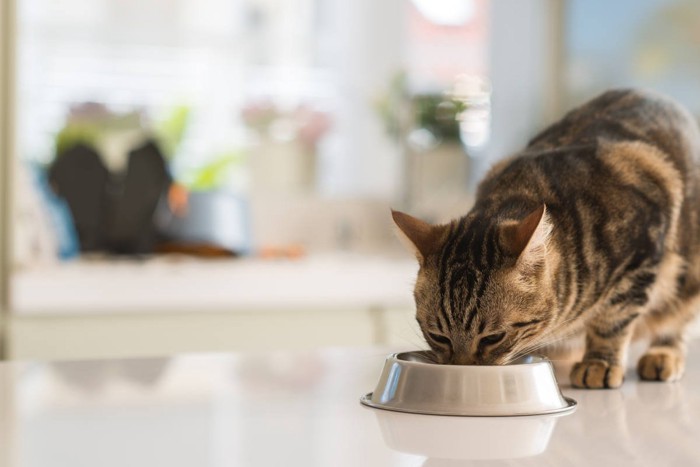 食事中の猫