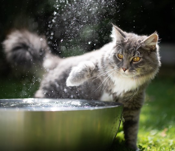 水で遊ぶ猫