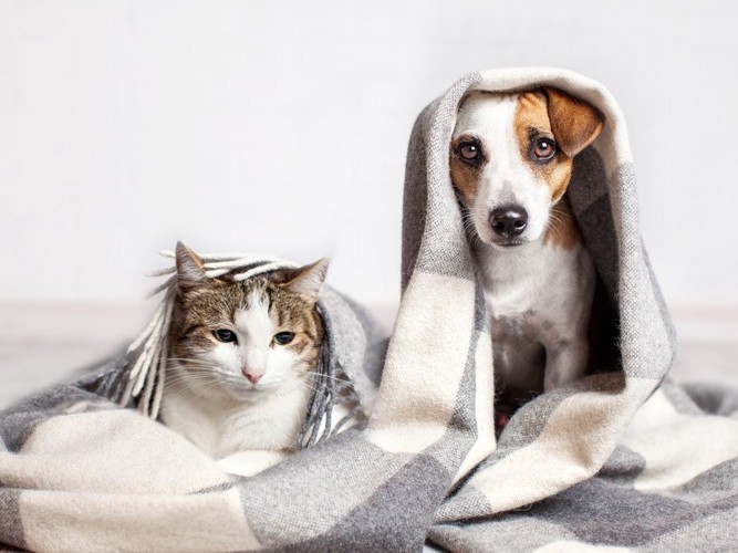 くるまっている猫と犬