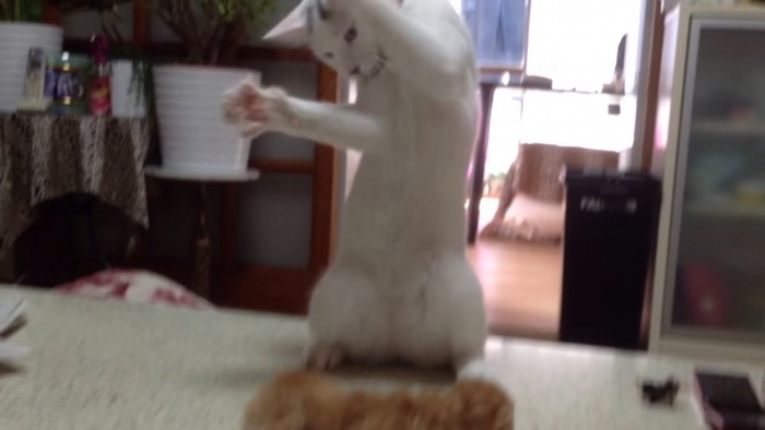 テーブルの上で踊る猫