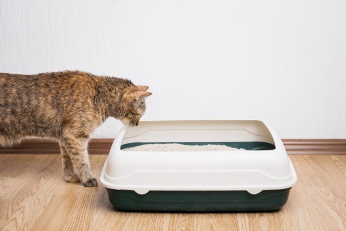 トイレの確認をする猫