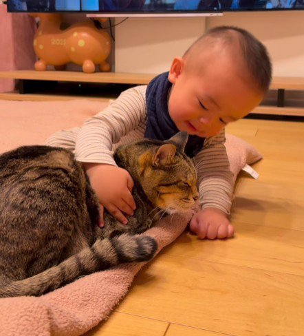 猫をなでる赤ちゃん