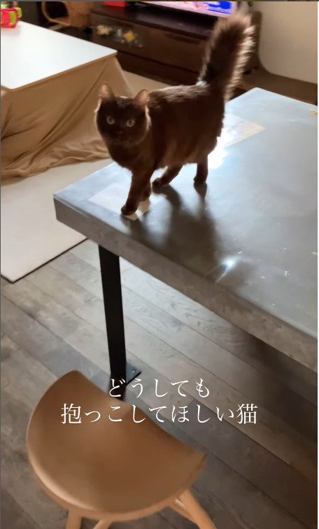 飼い主さんを見つめる猫